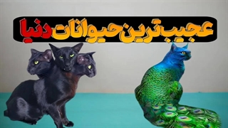 عجیب و غریب ترین حیواناتی که تا حالا از وجودشون خبر نداشتید!