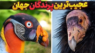 پرندگان عجیب یا موجودات فضایی؟! | عجیب ترین پرندگان جهان که باور نمی کنید وجود داشته باشند