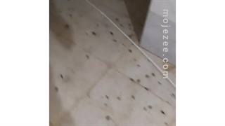 سمپاشی سوسک توسط شرکت معجزه ( mojezee.com )