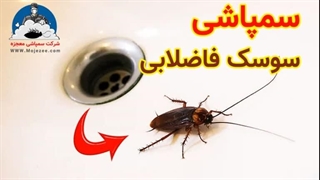 همه چیز درباره سمپاشی سوسک فاضلاب