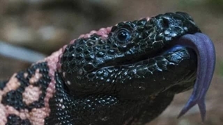 خطرناک ترین مارمولک های جهان