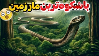 حقیقت های عجیب و شگفت انگیز درباره مار شاه کبری | چرا این مار شاه لقب گرفته است!؟