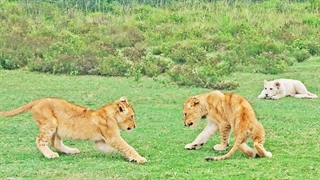 شیطنت و بازی توله شیرهای شیطان