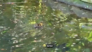 24 hours in Los Angeles (میا پلیز)