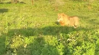 وقتی شیر می‌آید بالای سر شما!