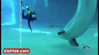 غواصی با دلفین کیش