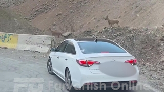 رفتار نامناسب رانندگان با گله بز کوهی در جاده
