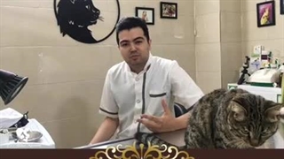 دکتر افشین خاتمی در کرج | درمان کامل اختلال ارتوپدی عفونی در گربه