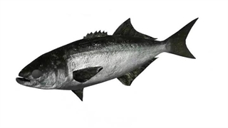 امتحان بعدی رو دیگه 20 میشم حتماً (زیست)