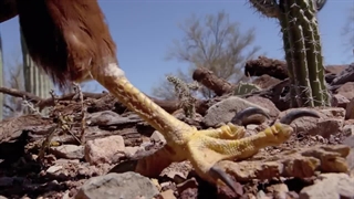 دانلود مستند غول های کوچک سه بعدی Tiny Giants 3D 2014