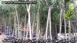 قیمت خرید بید مجنون چهارساله