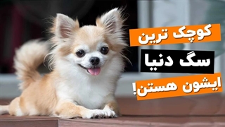 سگ شیواوا چه جور سگیه؟ برای چه افرادی مناسبه؟