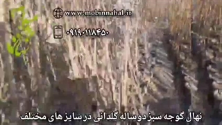 فروش انواع نهال گوجه سبز گلدانی در سایزهای مختلف