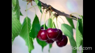 خرید نهال درخت آلبالو