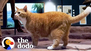 گربه ای که هر روز با پدرش به موزه می رود!!