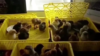 نتیجه فوق العاده مشتری سیستانی از دستگاه جوجه کشی هدایت