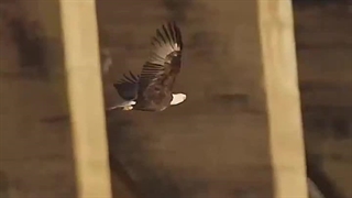 مانور زیبایِ عقاب سرسفید در برابرِ شاهین دریایی