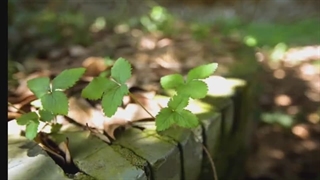 قلب پاک و مهربان