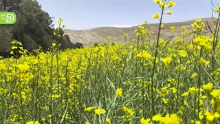 کلزا و اهمیت آن