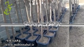 نهال اقاقیا پیوندی چهار ساله