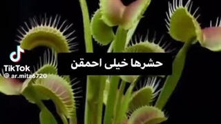 احمق اصلی خودمم..