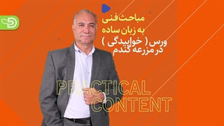 ورس (خوابیدگی) در مزرعه گندم