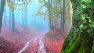 جنگل های زیبای دنیا : تجربه باور نکردنی جنگل های شگفت انگیز جهان