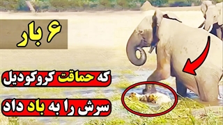 لحظات دردناکی که در آن کروکودیل ها با حیوانات غلطی درافتادند