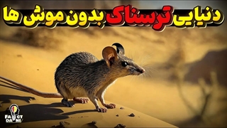 شگفتی هایه موش، چه می‌شود اگر همه موش ها منقرض شوند؟