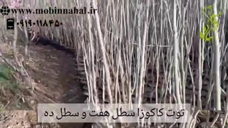 فروش ویژه نهال توت کاکوزا