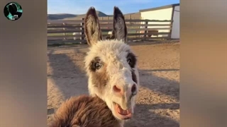 سیپی زدن با سکه همستر؟