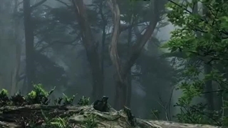 میتونم خودم رو با جنگل خفه کنم :)