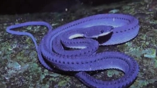 عجیب‌ترین مار های دنیا