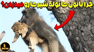 پشت پرده عملیات دزدیدن توله های شیر توسط بابون ها