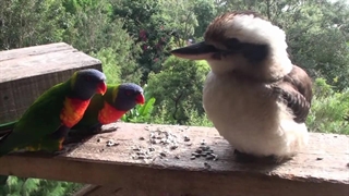 پرندگان خنده دار استرالیایی