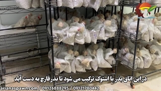 اتاق تلقیح قارچ