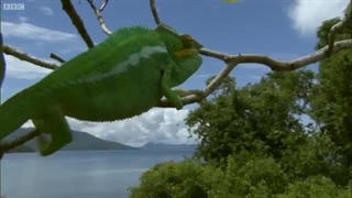 دفاع آفتاب پرست ها از قلمروشان