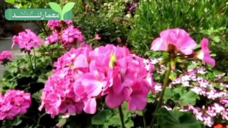 گل و گیاه چهارفصل باغچه