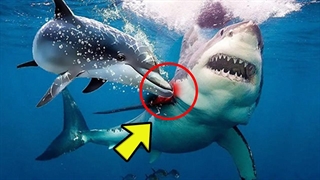 چرا کوسه های غول‌پیکر از دلفین ها می ترسند؟