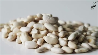 خواص لوبیا سفید