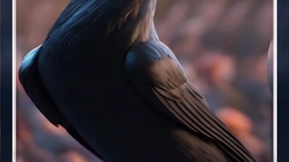 راز عجیب کلاغ