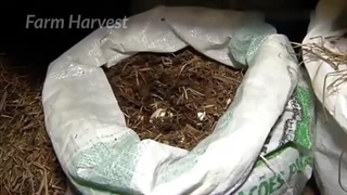 پرورش تمساح، غذای رستوران!!