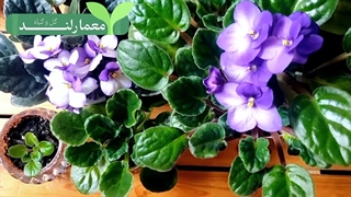 بنفشه آفریقایی