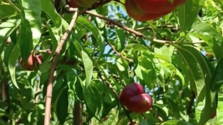 شلیل انجیری