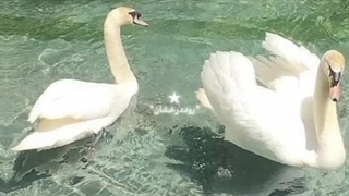 رود‌درخ‍ـــ★ـــشـانـ..