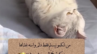 استوری گربه