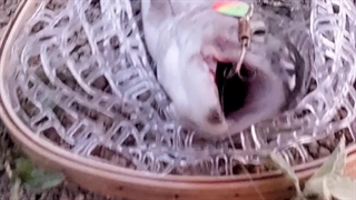 فروشگاه لوازم ماهیگیری کولی مجری تور های تخصصی ماهیگیری در ایران