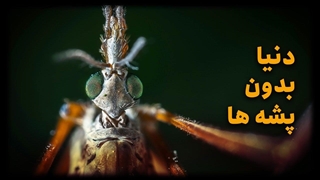 چی میشه اگه همه ی پشه هارو بکشیم ؟