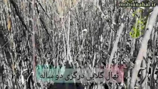 نهال گلابی درگزی دو ساله