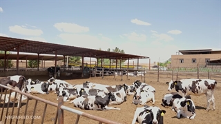 نظرات مشریان